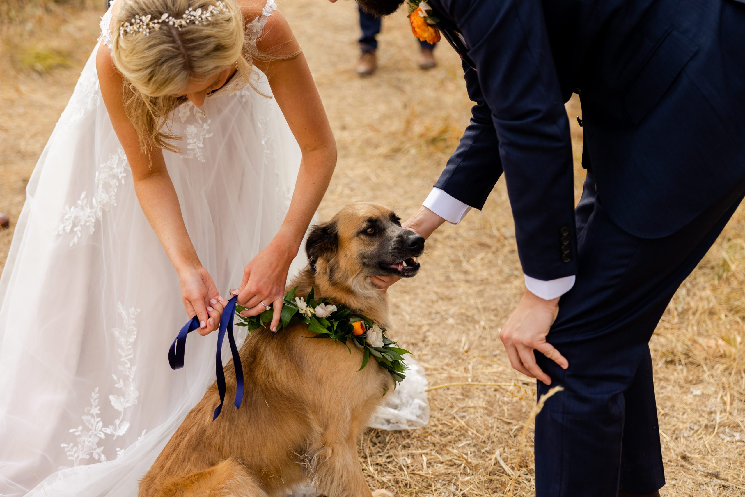 Floral wedding collar for dog, Bride and groom wedding photo with dog on Chautauqua Trail in Boulder
