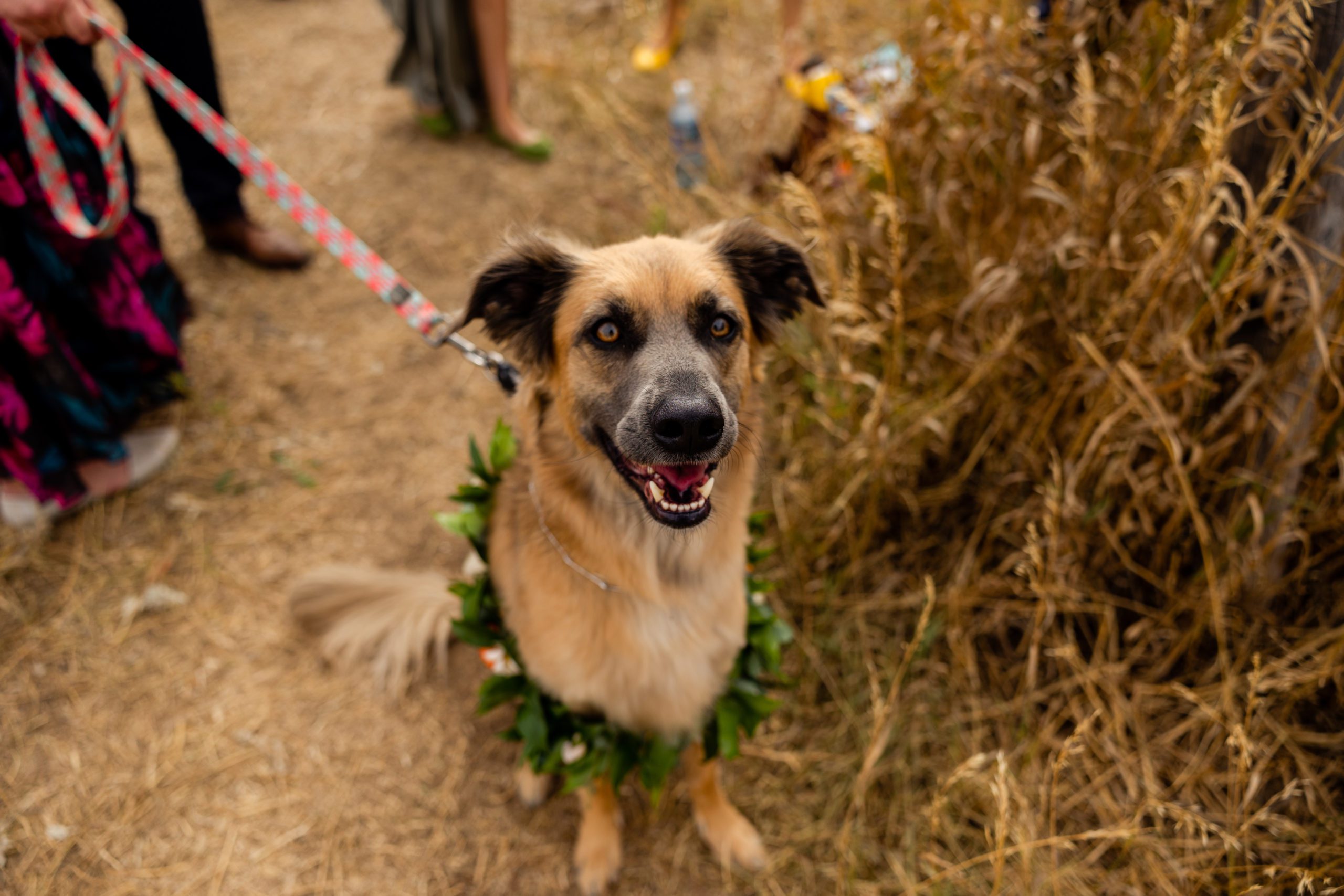 Floral collar on dog for wedding
