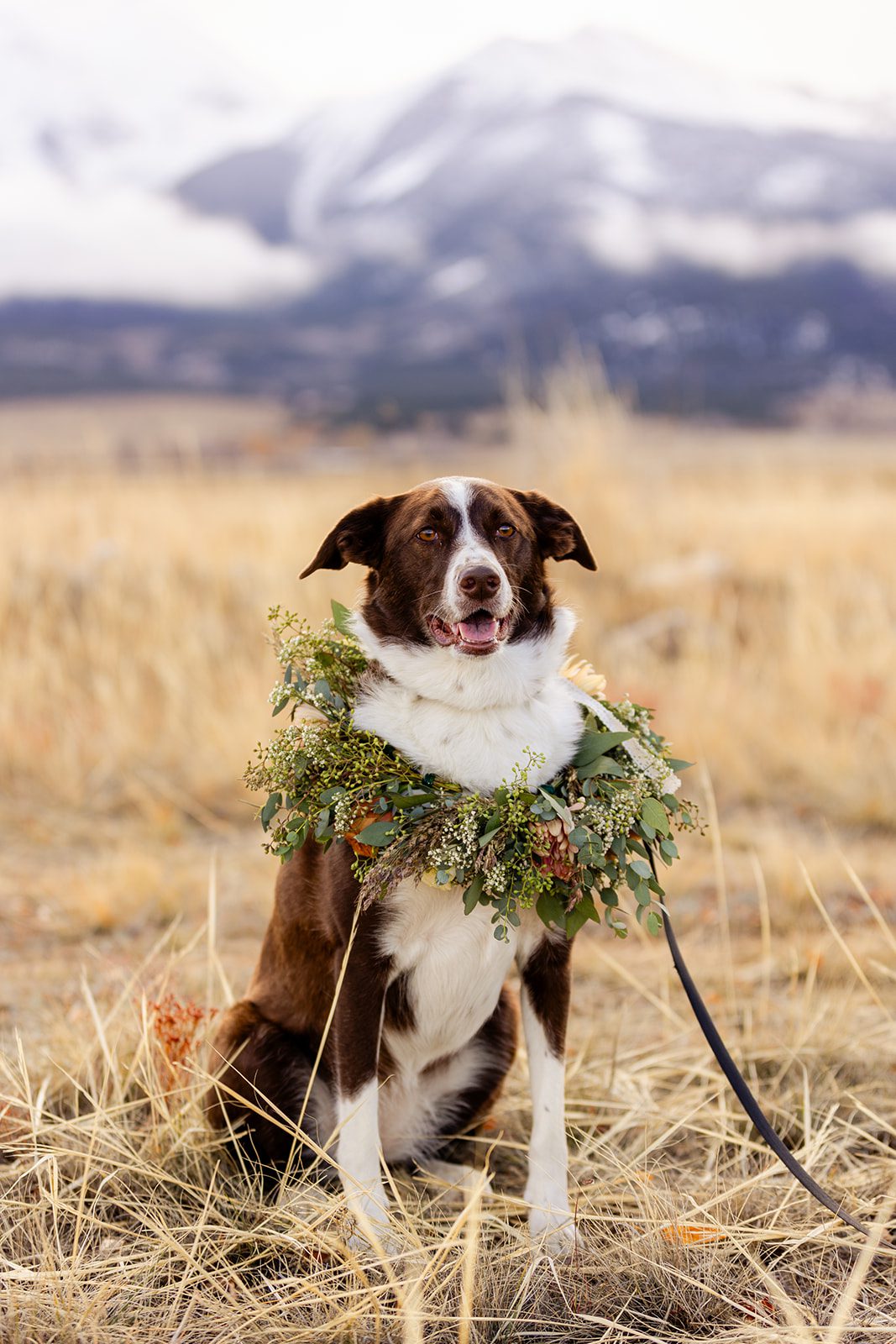Dog flower collar for wedding, Colorado wedding, The Barn at Sunset Ranch, Wedding photos with dog